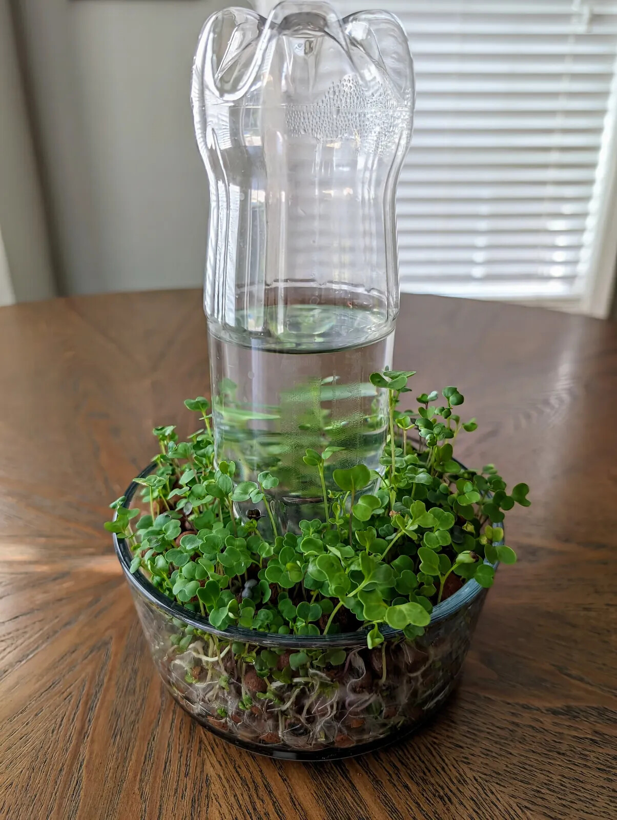 Set of soda bottle adapters for self watering microgreen grower