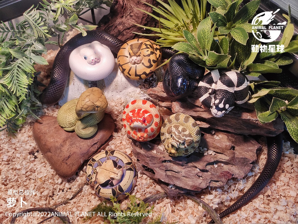 【In-Stock】 Animal Heavenly Body Ophiophagus King Cobra Collectible Snake Statue