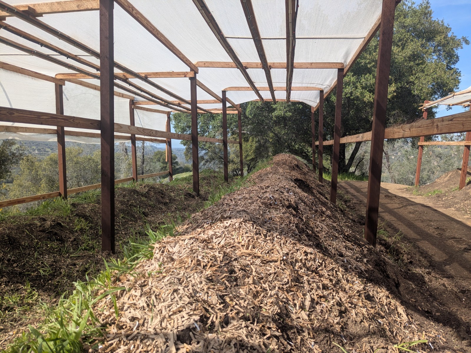 Live Red Wigglers 50Ct - Pure Eisenia Fetida - Fishing Bait - Pet Feed - Soil