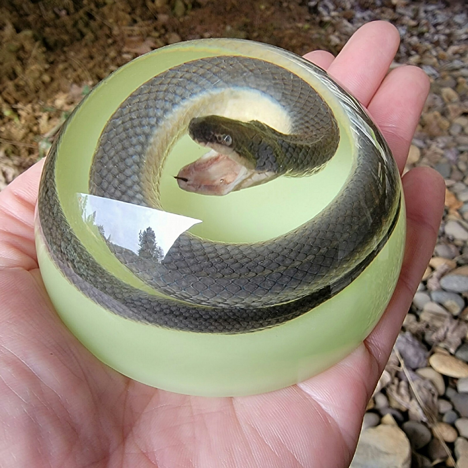 Real snake in resin, glow in the dark, oddities curiosities, Enhydris Plumbea