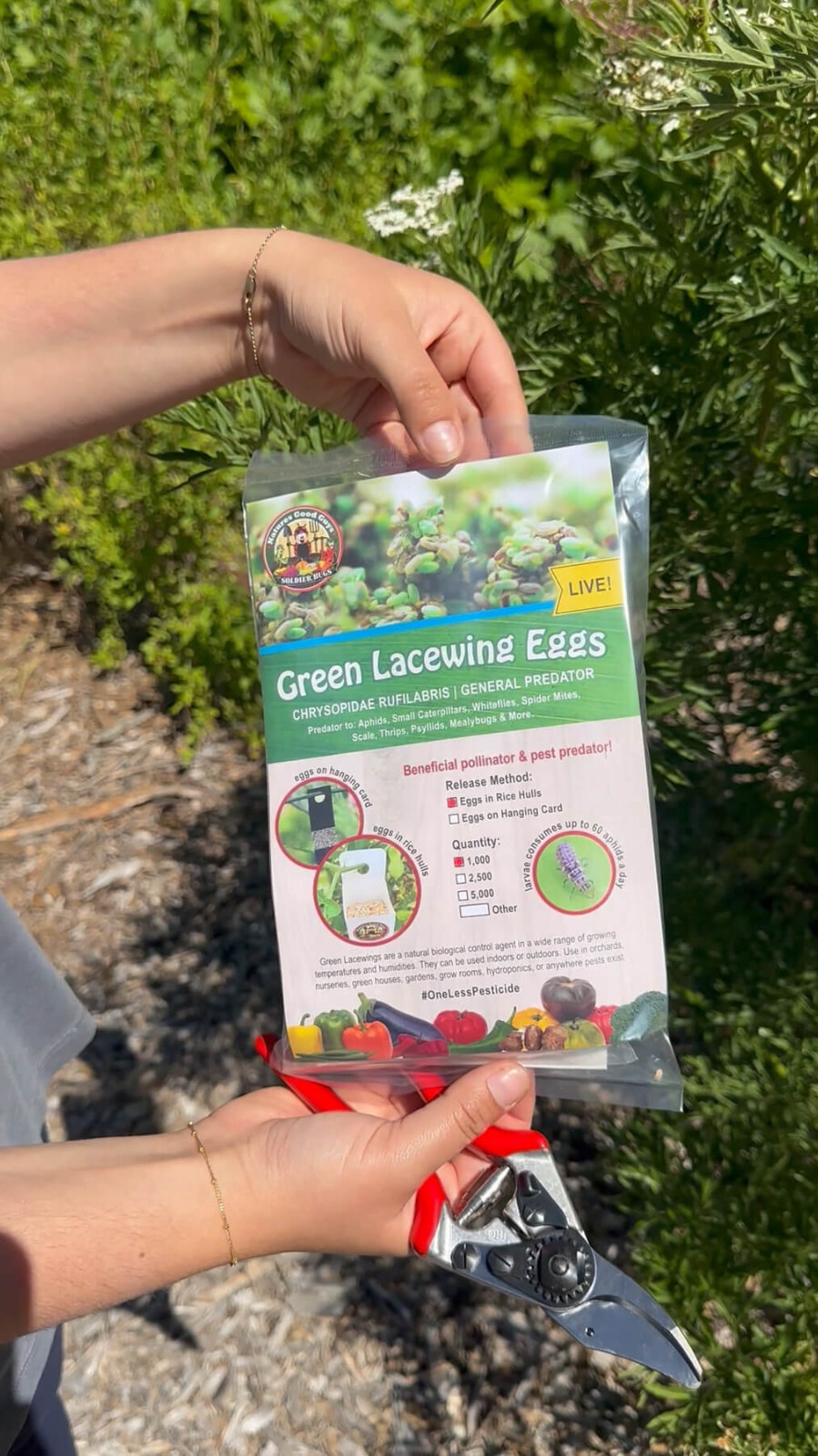 Green Lacewing Eggs in Rice Hulls - 1,000 Count - Aphid Exterminator