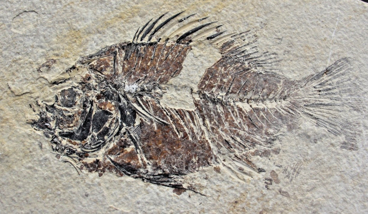 5.25" Unprepared Priscacara from 18" Layer • Dempsey Ranch, Wyoming