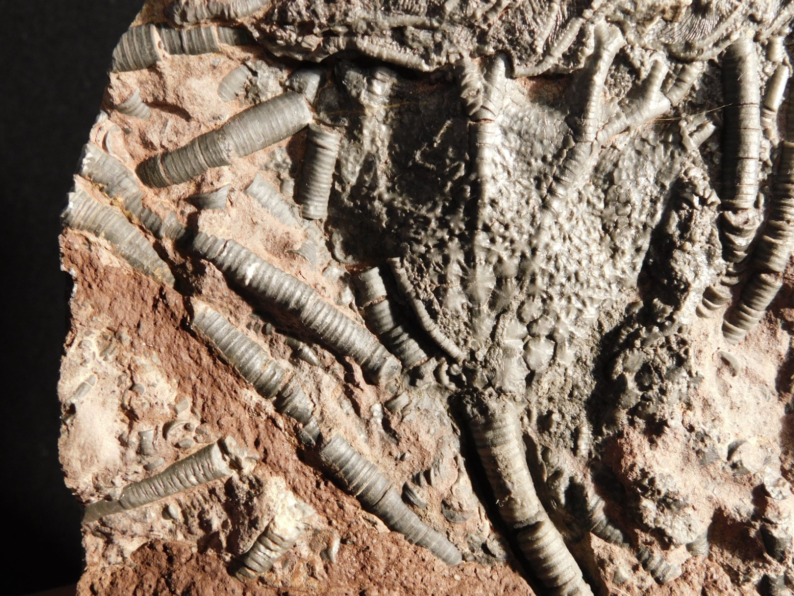 LARGER! 430 Million Year Old! CRINOID Fossil or Sea LILY Fossil Morocco 1221gr