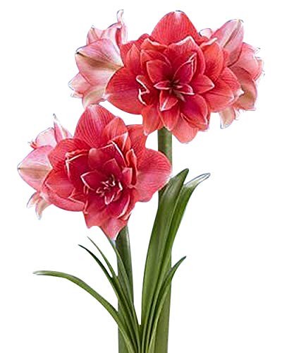 Double Pink Amaryllis Bulb – Large Bulb for Planting, 4-8 Blooms, 16–24" Tall