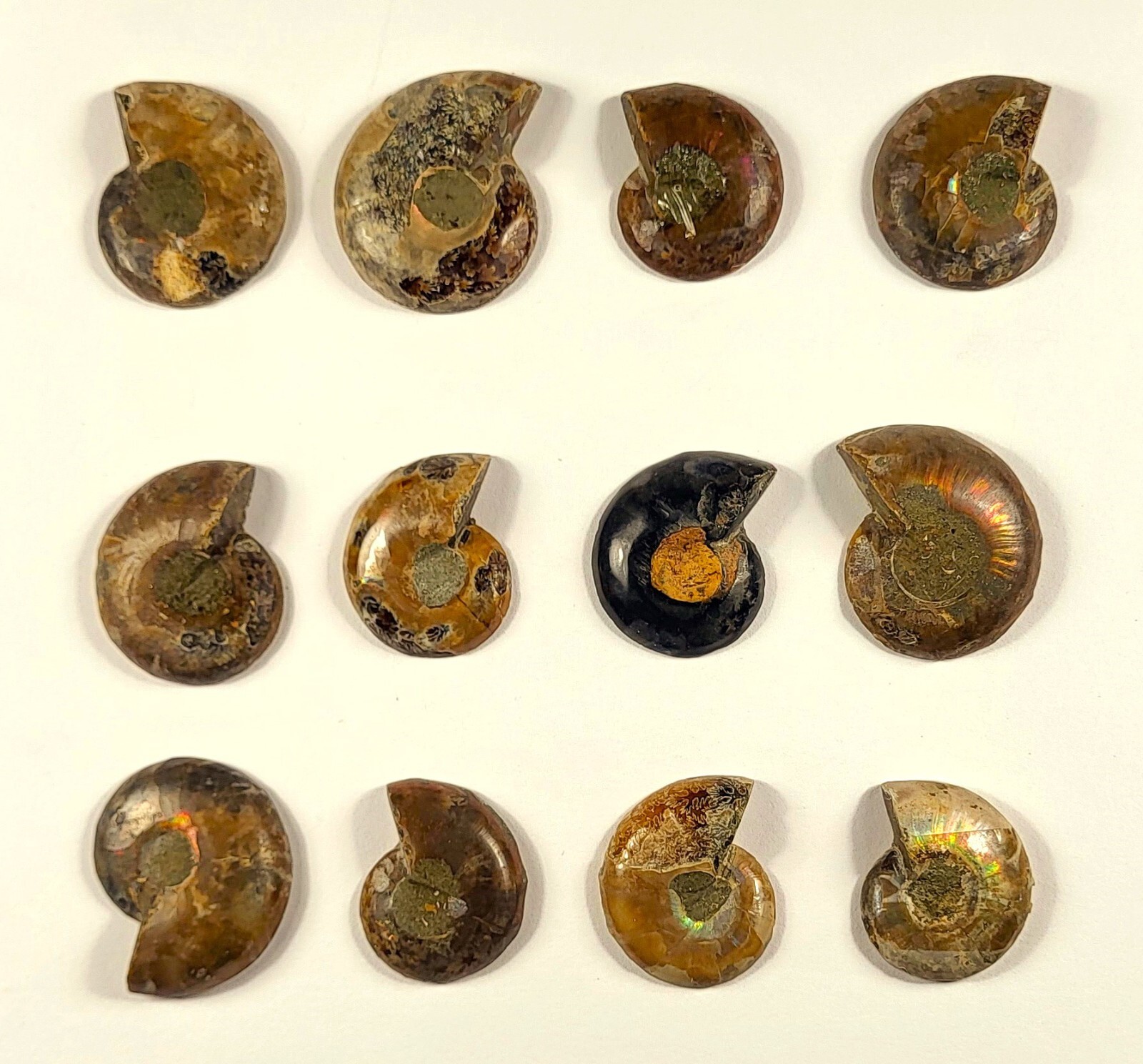 32mm Half Ammonite Spiral Fossil Shell Natural Fossilized Ammolite - Madagascar