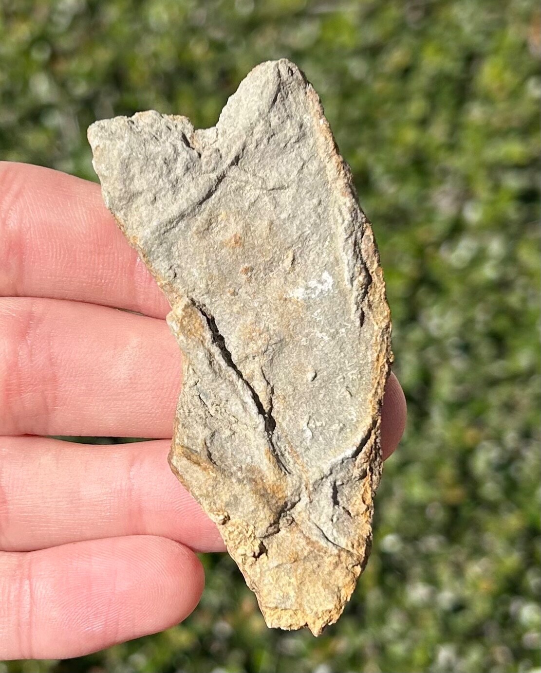 France Fossil Starfish in Matrix Asterie lumbricalis Triassic Age Echinoderm