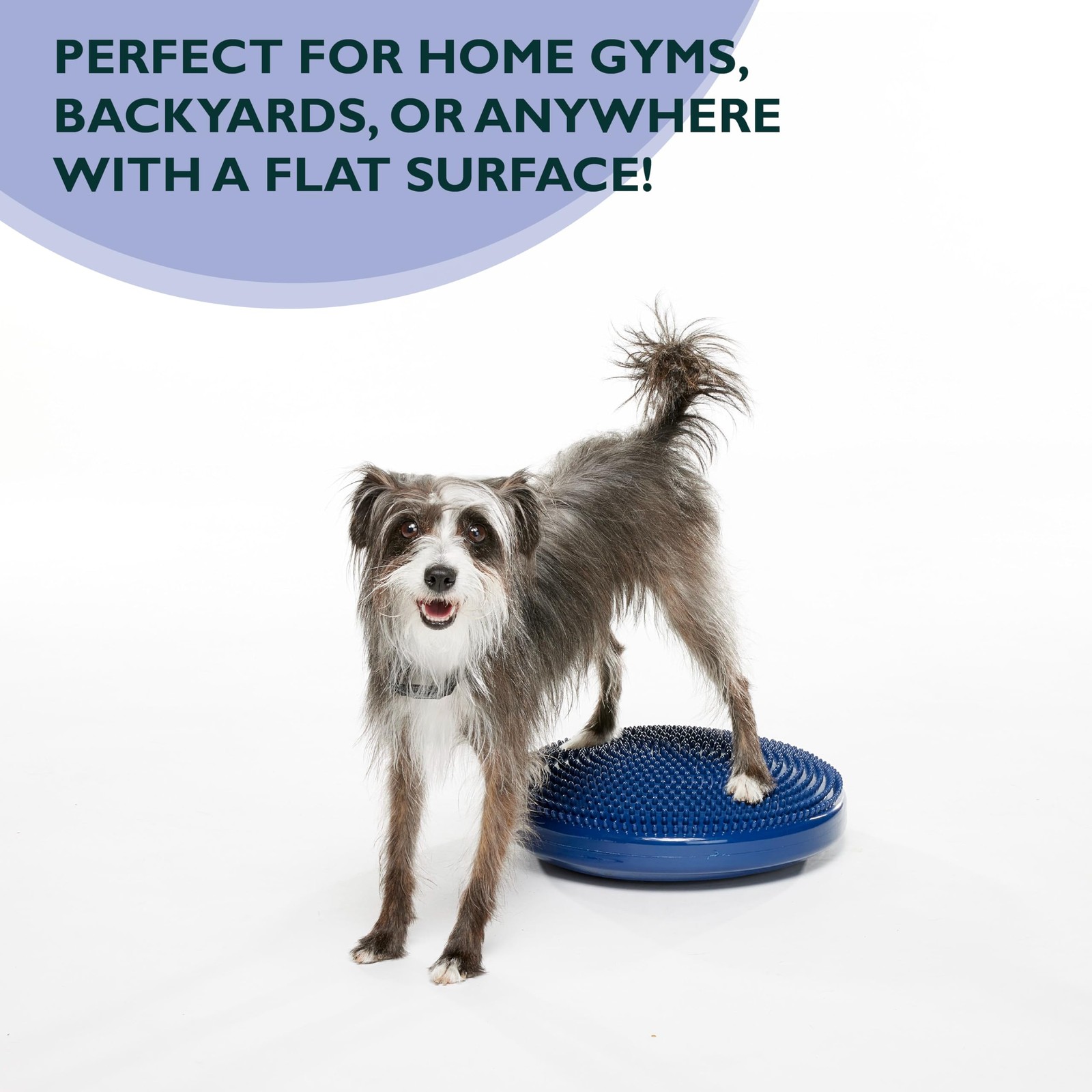 FitPAWS Dog Balance Disc 14" Blue Exercise Workout Tool Strength Core