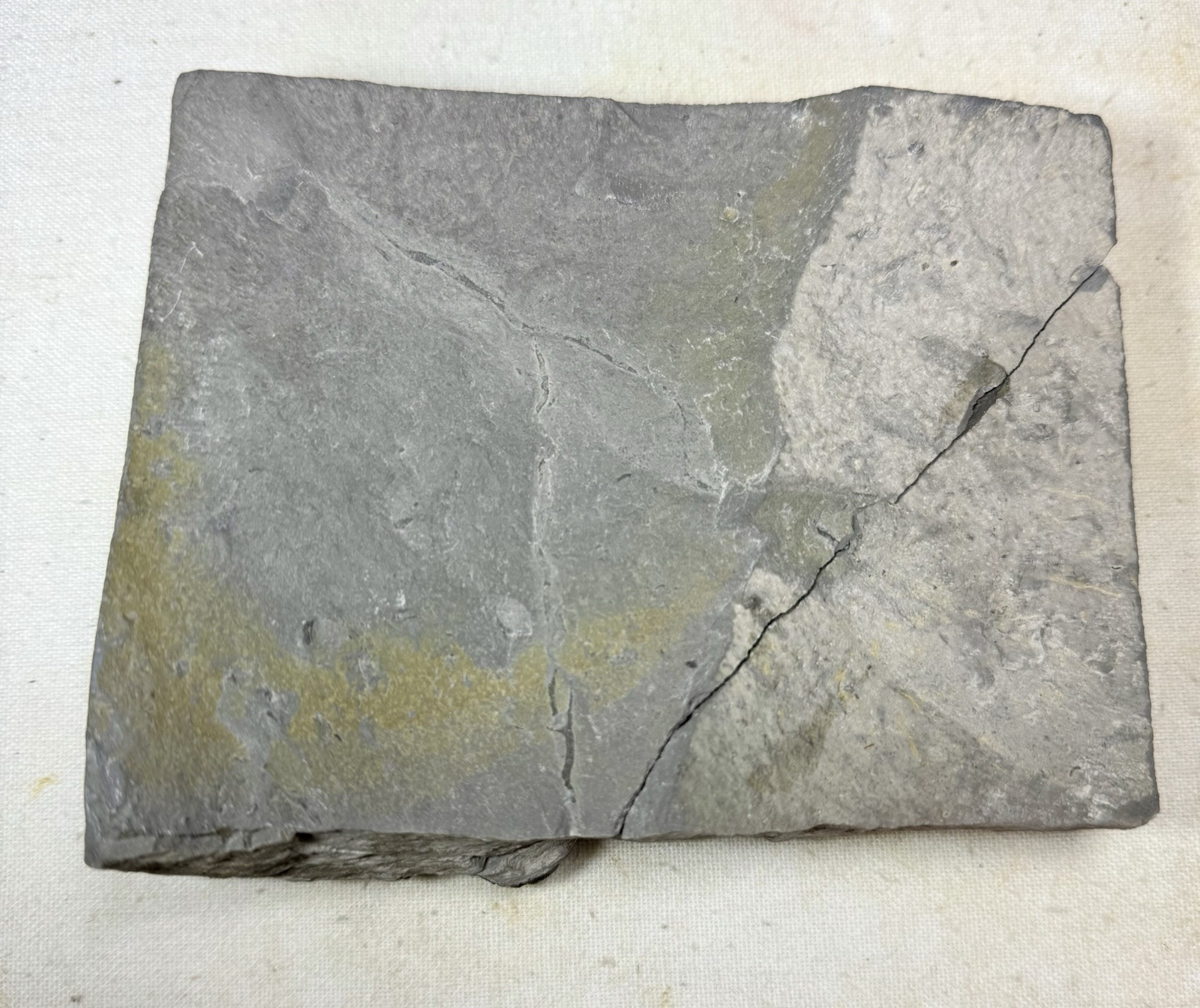 NICE Phacops Trilobite Plate ~ Penn Dixie New York ~ Devonian Period