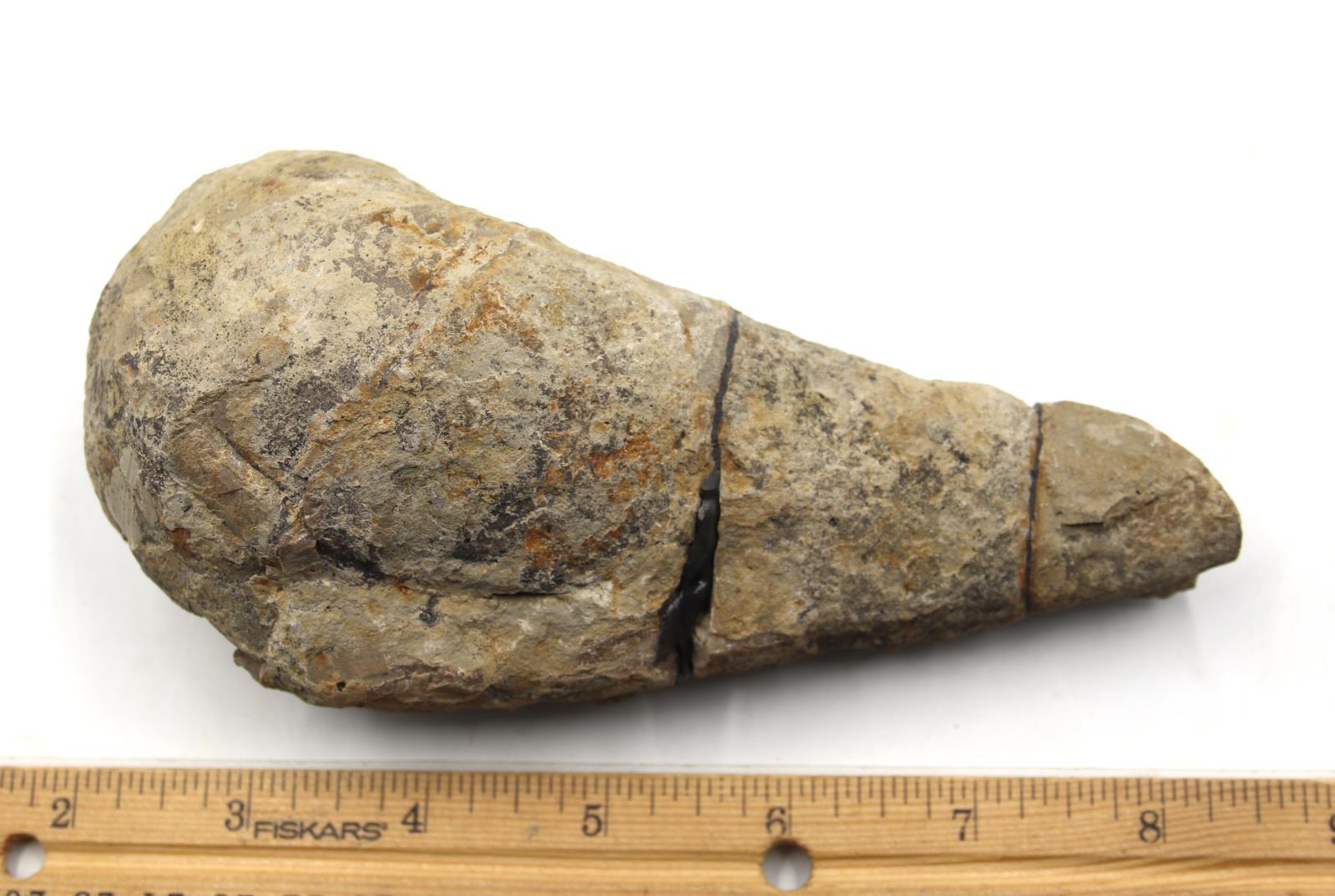 Lot of 2 Rudist Bivalve Fossils Upper Cretaceous #18121