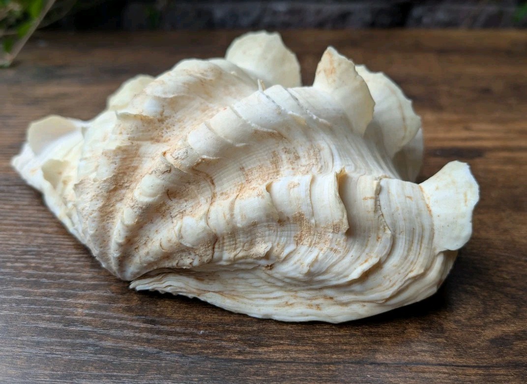 Large Vintage TRIDACNA SQUAMOSA Fluted Giant Clam Shell HALF 9 x 5 1/2"