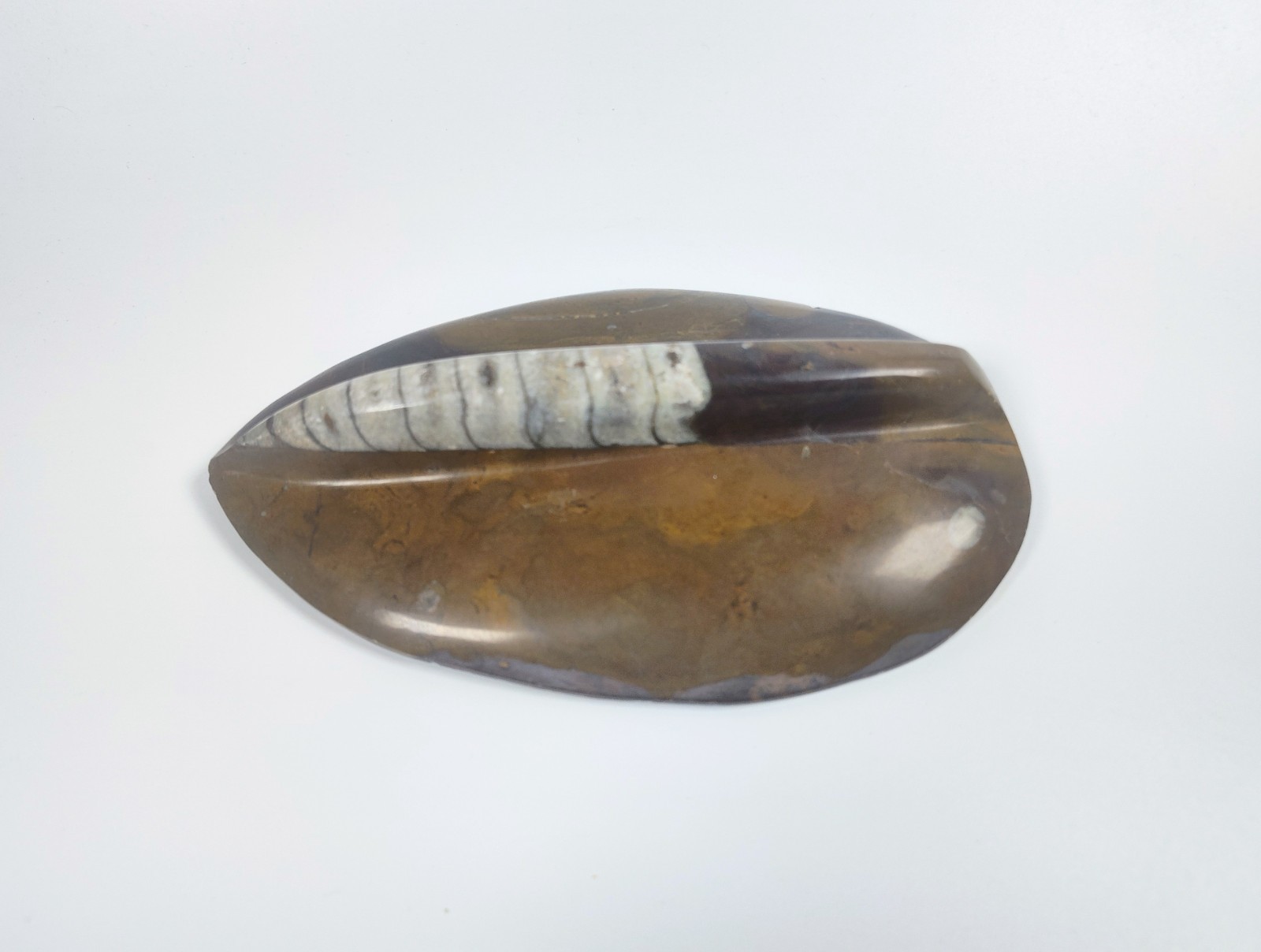 Large 7" Polished Orthoceras Fossil Specimen - Morocco 400MYO Prehistoric Decor