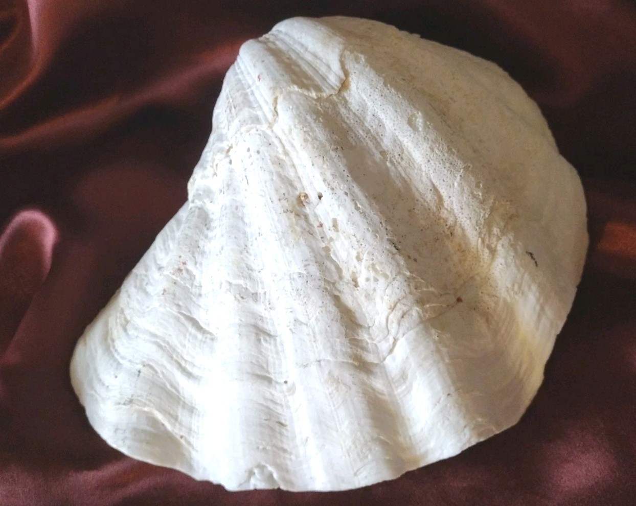 Vtg REAL 1980's Natural Sea Clam Shell Display Decor Crafting Collector 3lbs+