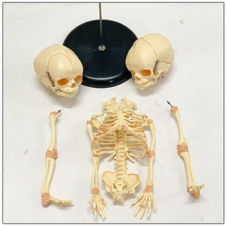 Fetal fetus Skeleton teaching educational Model Double Head Baby Skull Skeleton