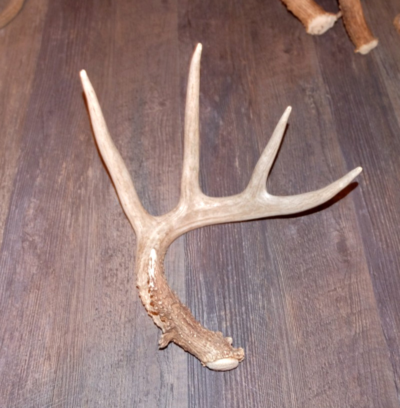 Whitetail Deer Antler - Deer Shed ~ Collectors