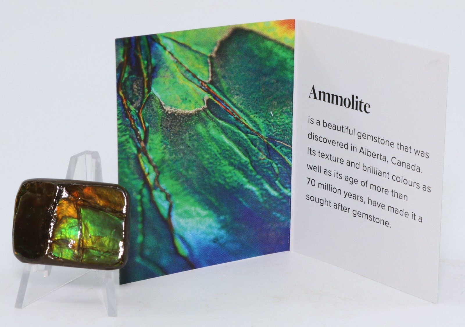 Korite Ammolite Ammonite shell 1.13" x 0.84" Alberta Canada COA 7390