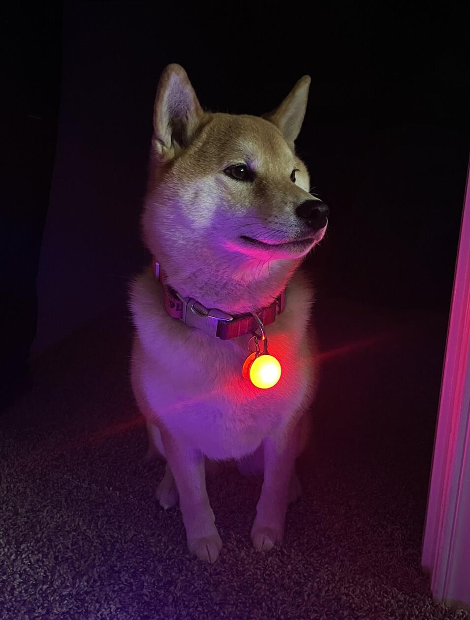 Rechargeable Dog Cat Collar Lights LED Clip on Light Veteran Owned