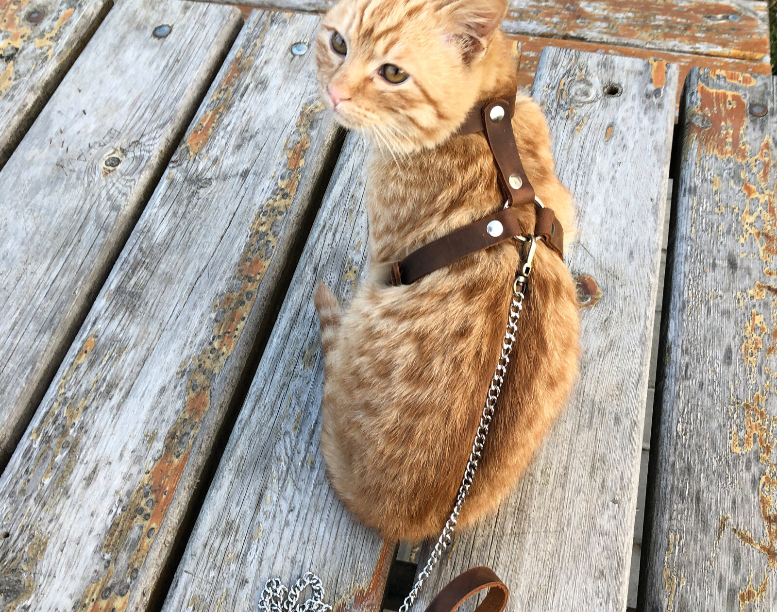 Leather Cat Harness, Harness (Escape Proof) Leash Trainer for Cats Collar