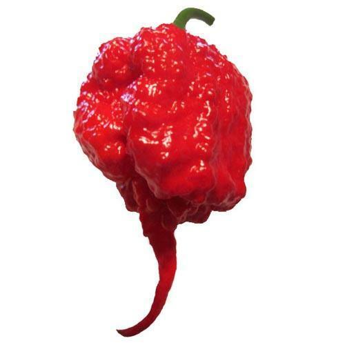 Carolina Reaper F1 Hybrid Pepper Seeds | Non-GMO | Free Shipping | 1013