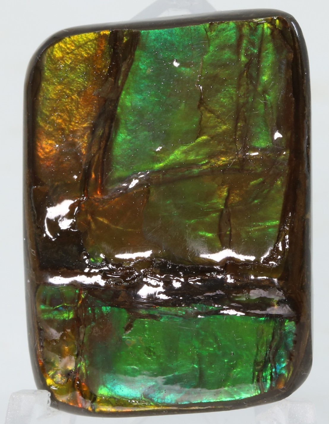 Korite Ammolite Ammonite shell 1.13" x 0.84" Alberta Canada COA 7390