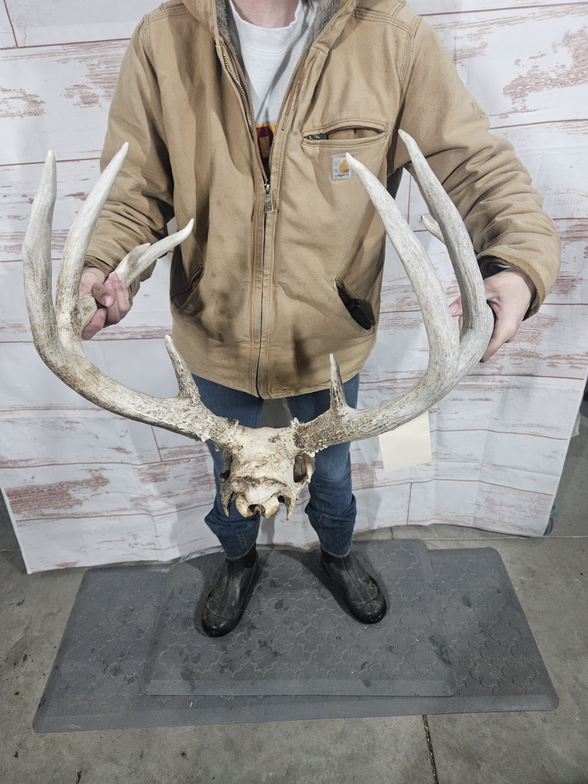 Wild 10 Point Whitetail Deer Antler Rack Horn European Skull Mount Man Cave 148"