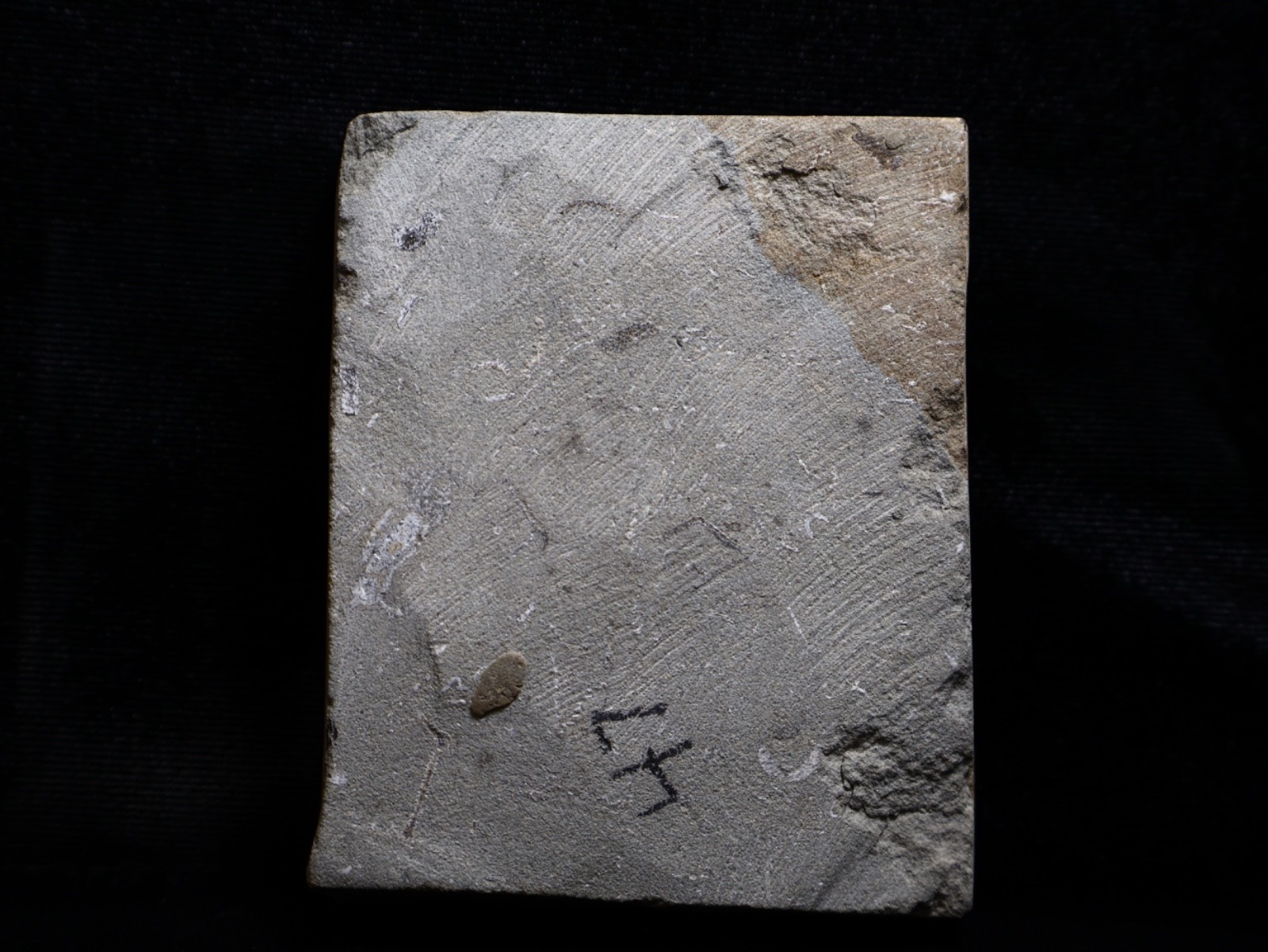 Gorgeously Detailed Scytalocrinus decadactylus Crinoid, Crawfordsville, IN