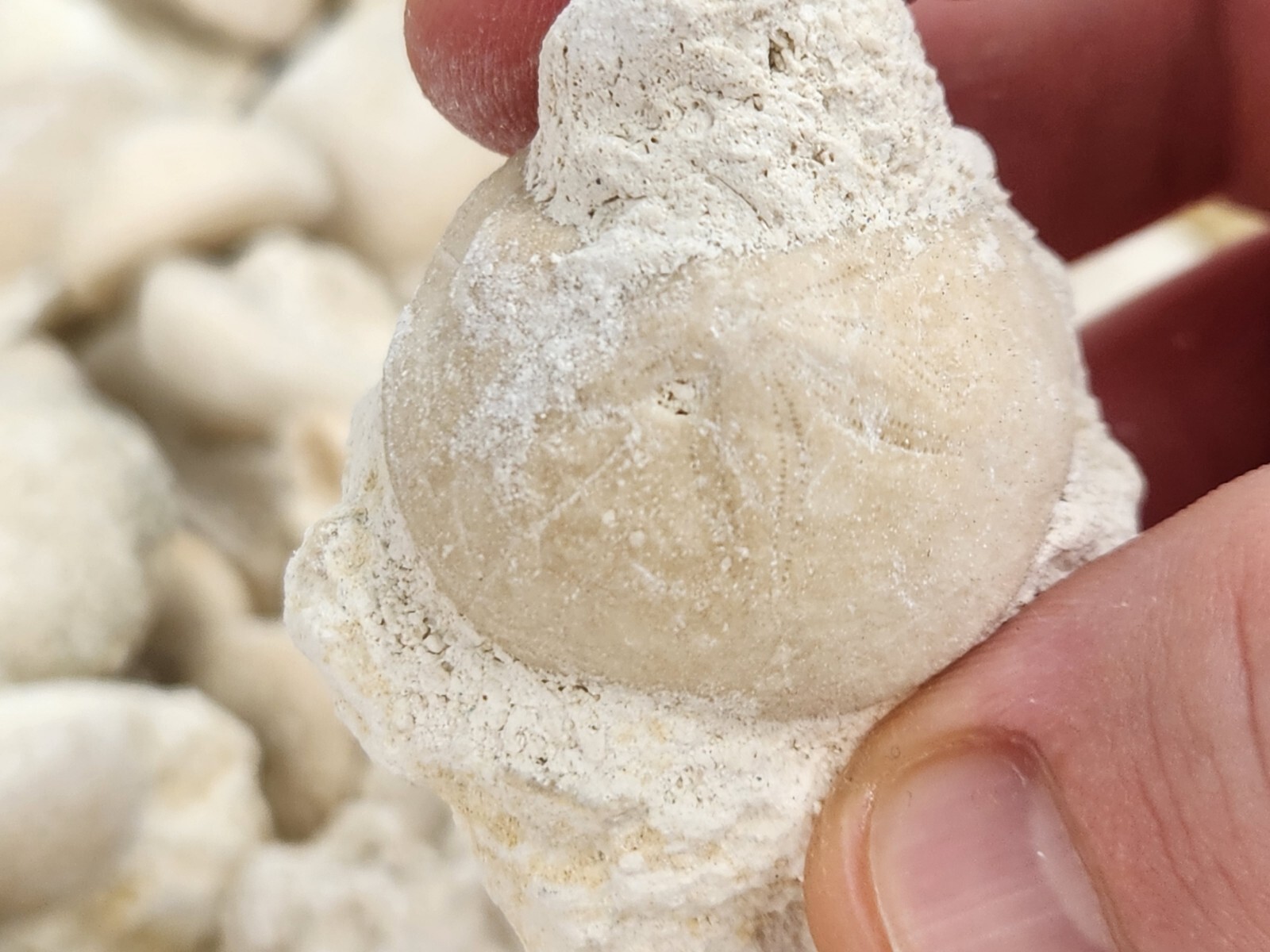 Fossil Sea Urchin (Echinoid) - Florida - 1 Per Purchase - Matrix/Free Standing