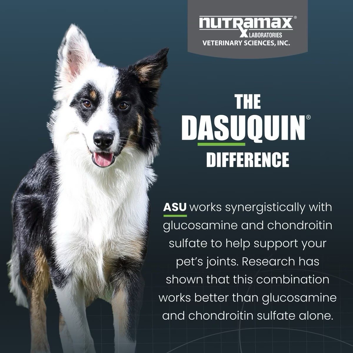 Nutramax Dasuquin with MSM Soft Chews for Small/Medium Dogs 84 ct expire 04/2027