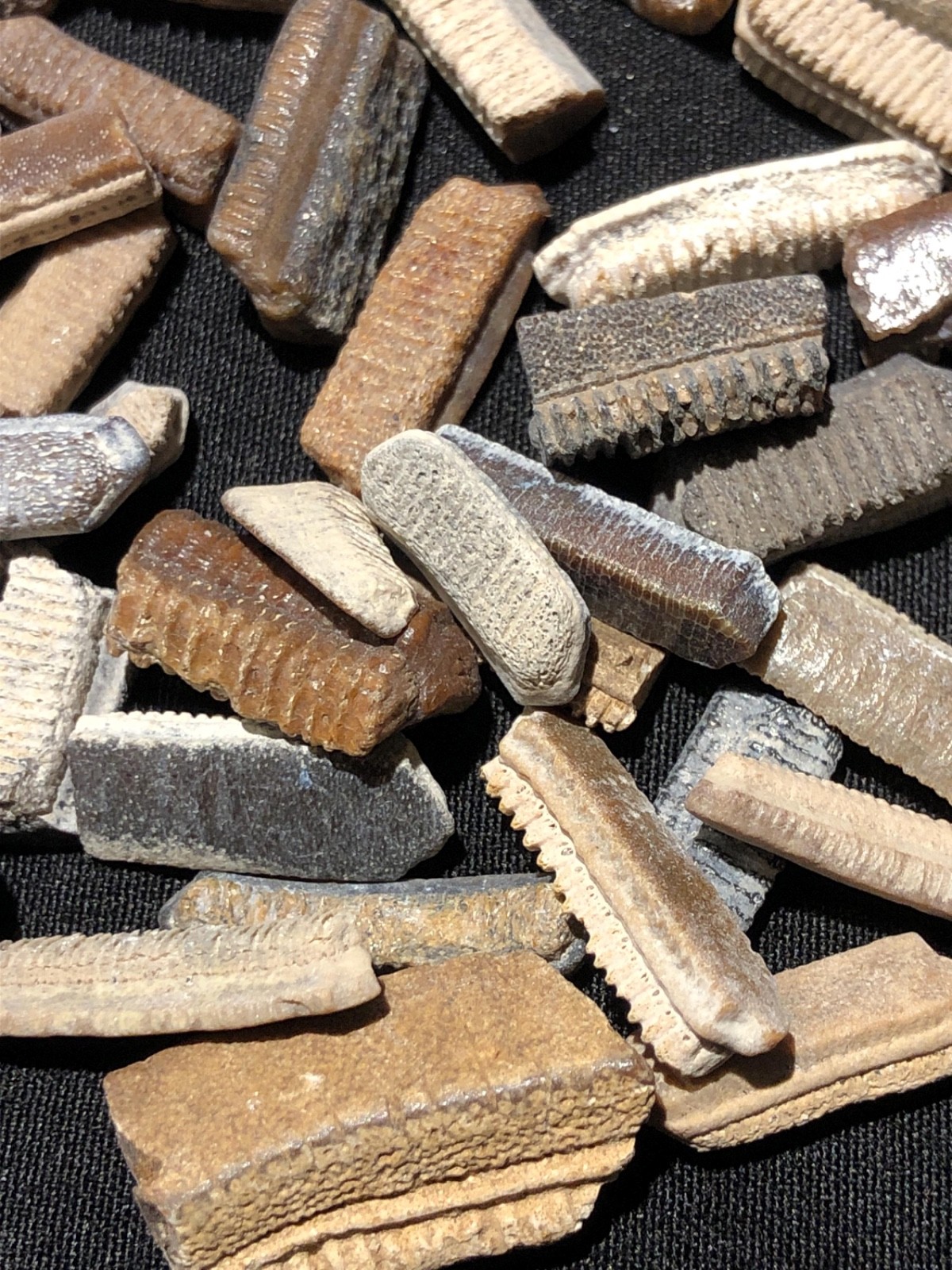 Ancient Fossilized Stingray Teeth - buy as many as you want