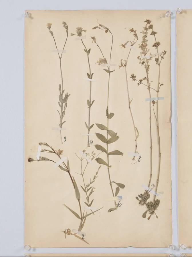 ANTIQUE PRESSED BOTANICALS C. 1893 FROM A FRENCH MONASTERY SCHOOL