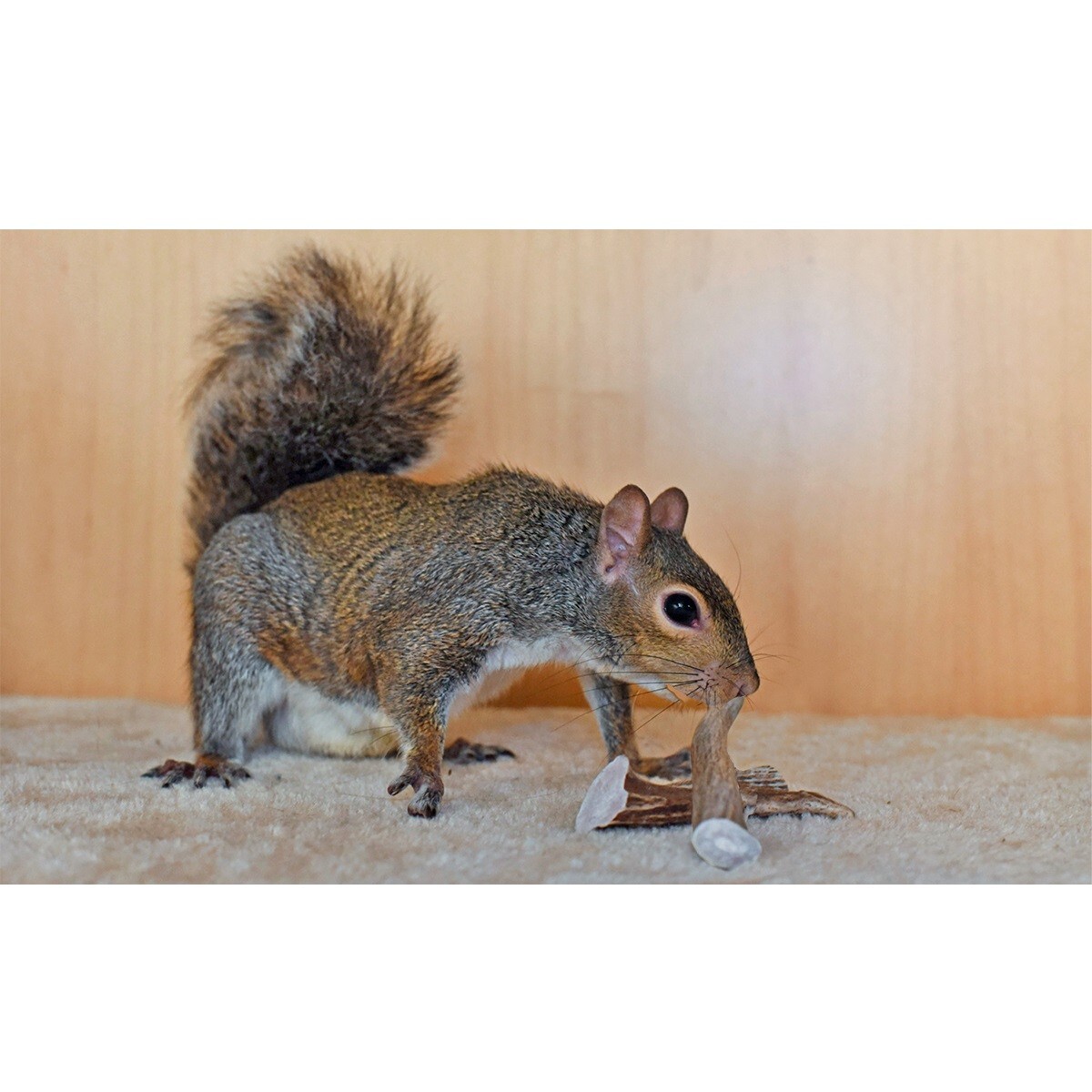 Antler Chews - Natural Source - Food for Chinchillas, squirrels and more