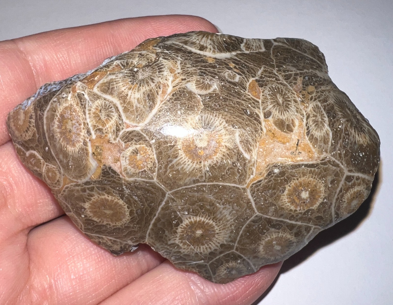 Moroccan Pre Dinosaur Fossil Polished Coral Lot 3 Inches One Per Order