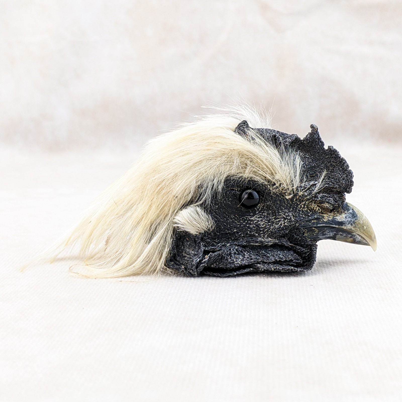 Chicken Rooster head Mount LG specimen crafts crafting Oddity Curiosity specim