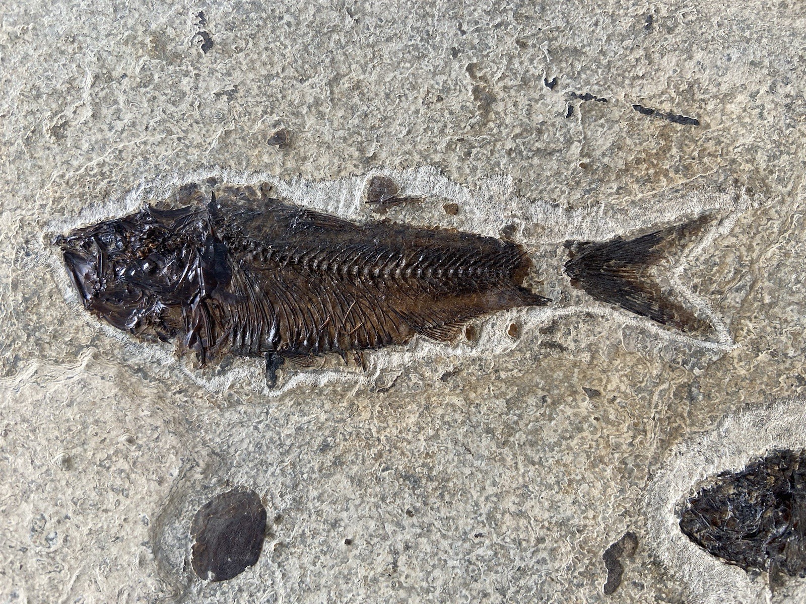 Killer Post Dinosaur Age Fish Fossil Mortality Plate Acid Prep Bottom Cap GRF