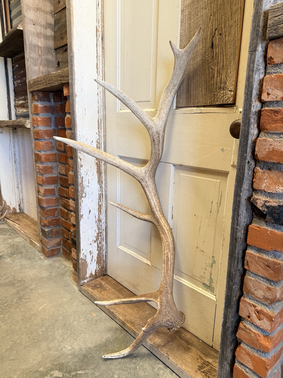 7pt Elk Shed ~ Elk Antler ~ Decor