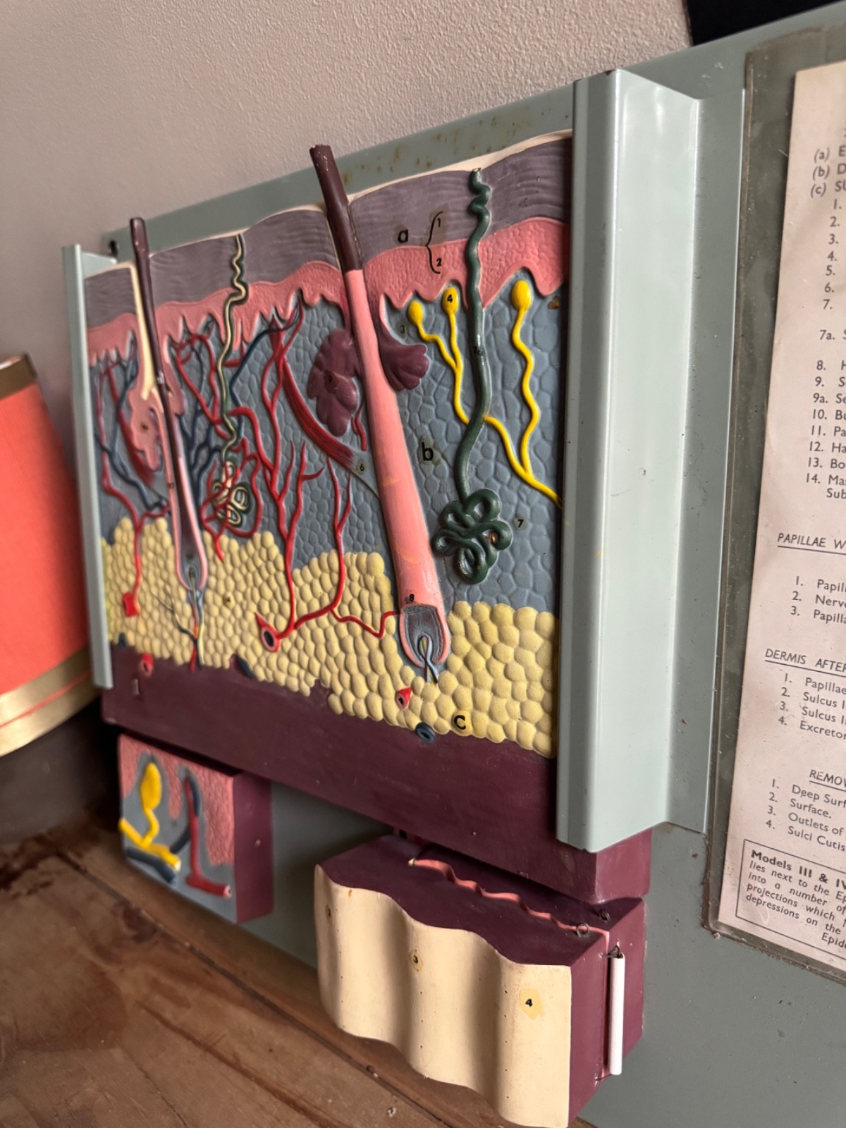 Vintage anatomical model of SKIN Hair follicle & sweat glands