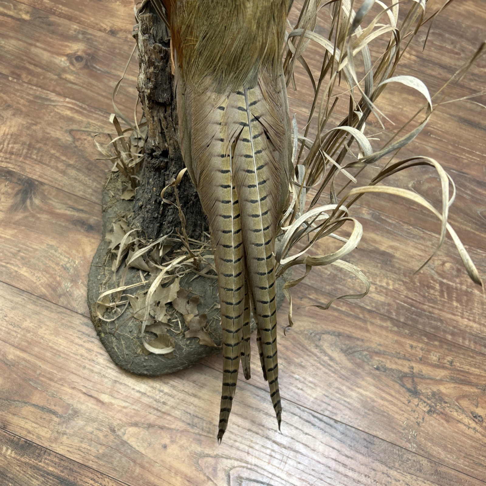 Ringneck Rooster Pheasant Taxidermy Standing Mount Habitat Base Foliage Wood