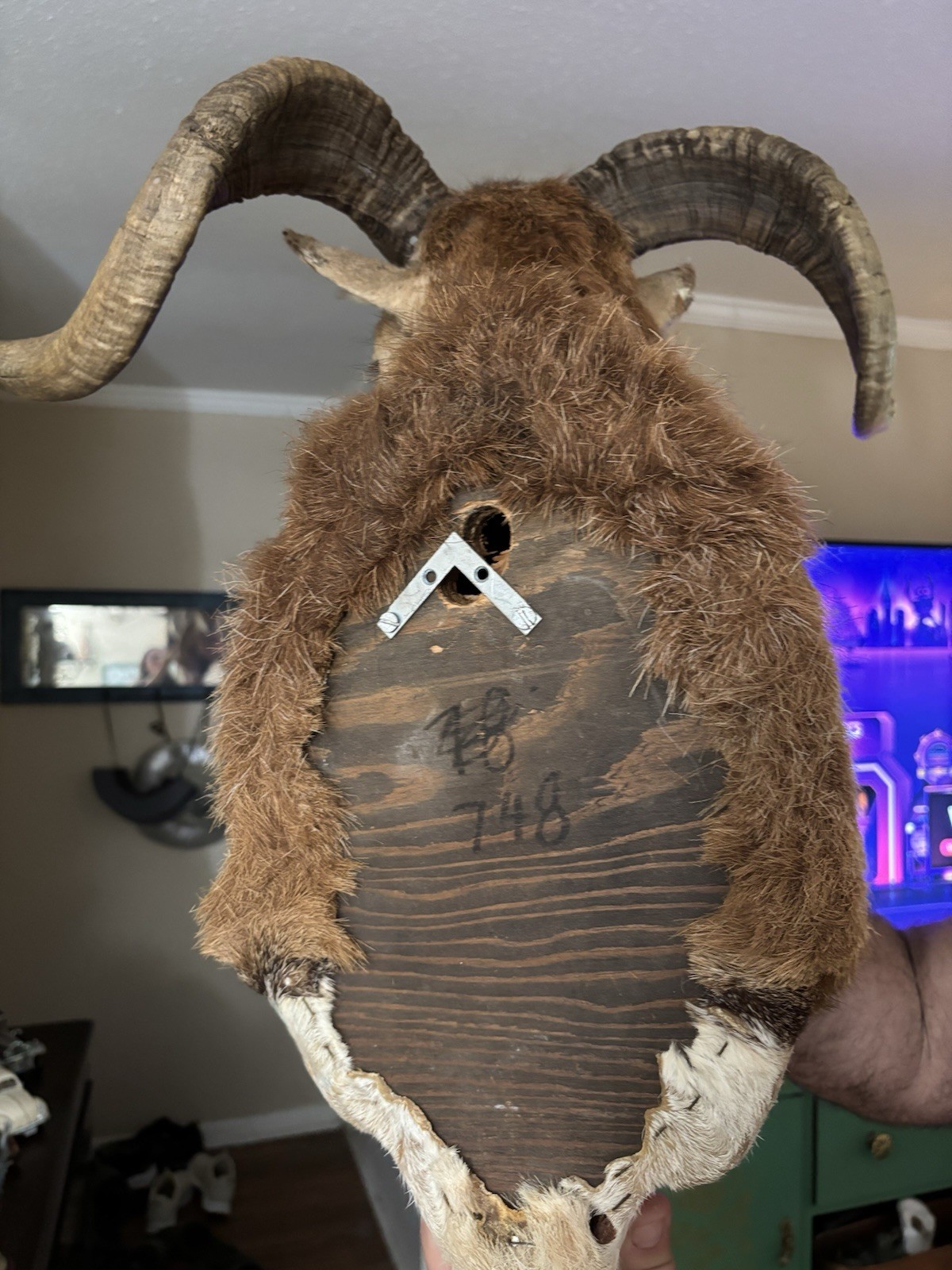 Corsican Ram Taxidermy Shoulder Mount
