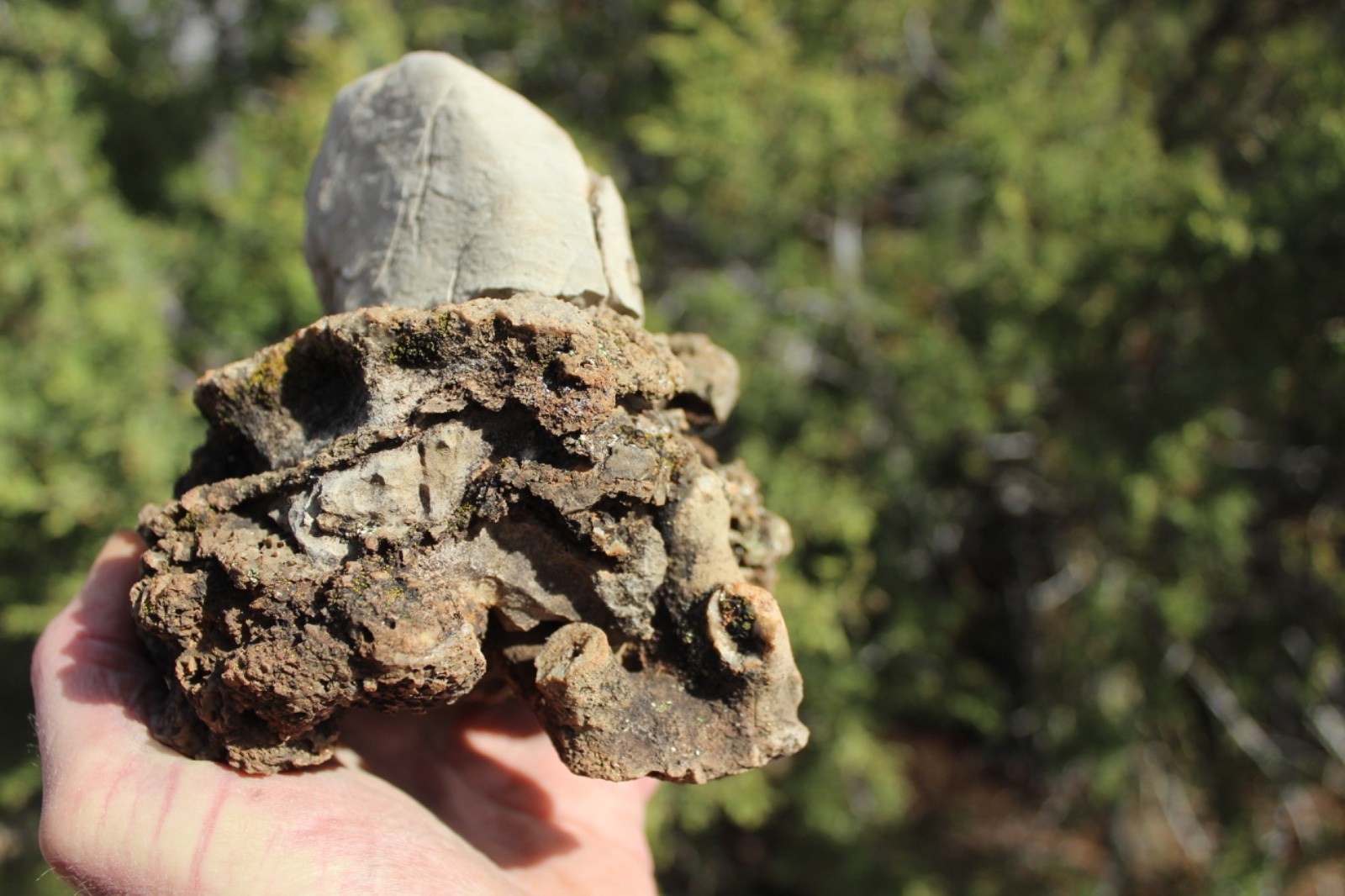 Fossil Beautiful HONEY COMB CORAL Favosites spp. Rare Locality ~ 400 Million