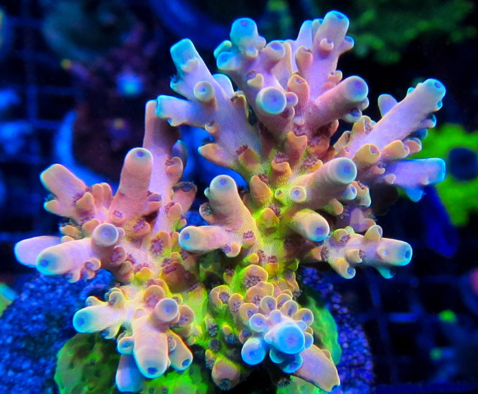 REEF PRO COMPLETE AB 2 GAL SET Calcium Alkalinity