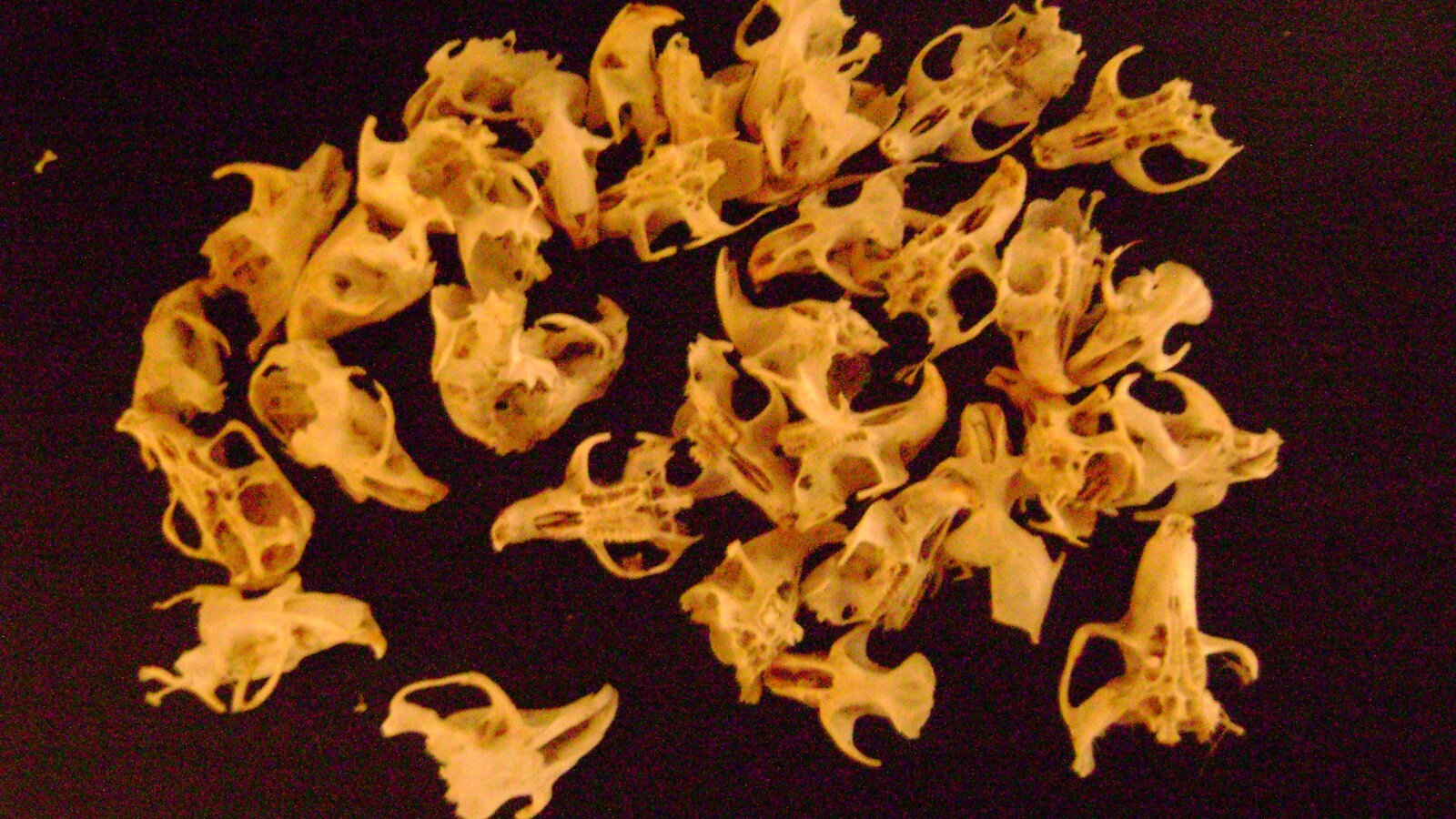 30 BROKEN RAT SKULLS real animal bones head skeleton taxidermy art crafts lot