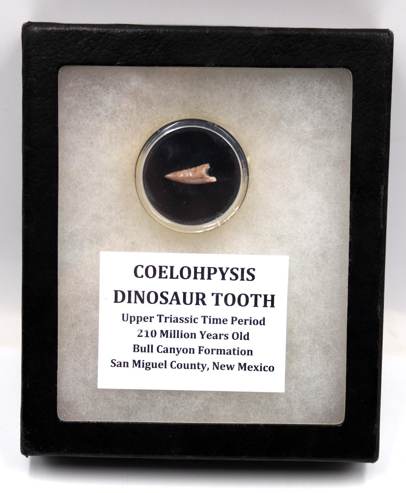 Coelophysis Dinosaur Tooth Fossil Triassic 18304