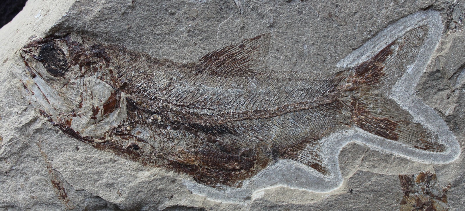 Davichthys 34 - Fish in stomach - Excellent Color - Cretaceous Fossils Lebanon