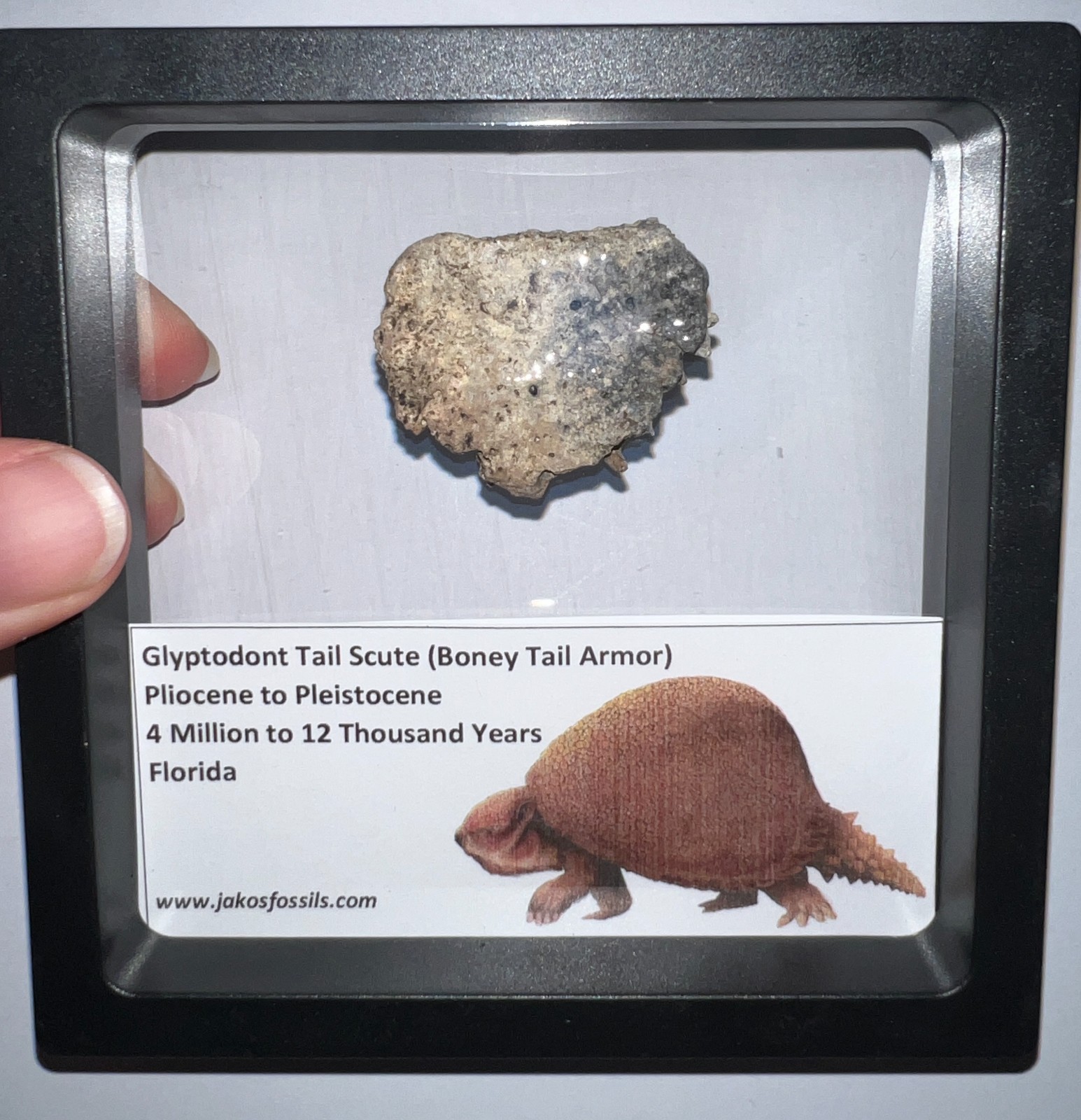 Framed RARE Ice Age Fossil GLYPTODONT Tail Scute Bone Armor Lot! ONE PER ORDER!