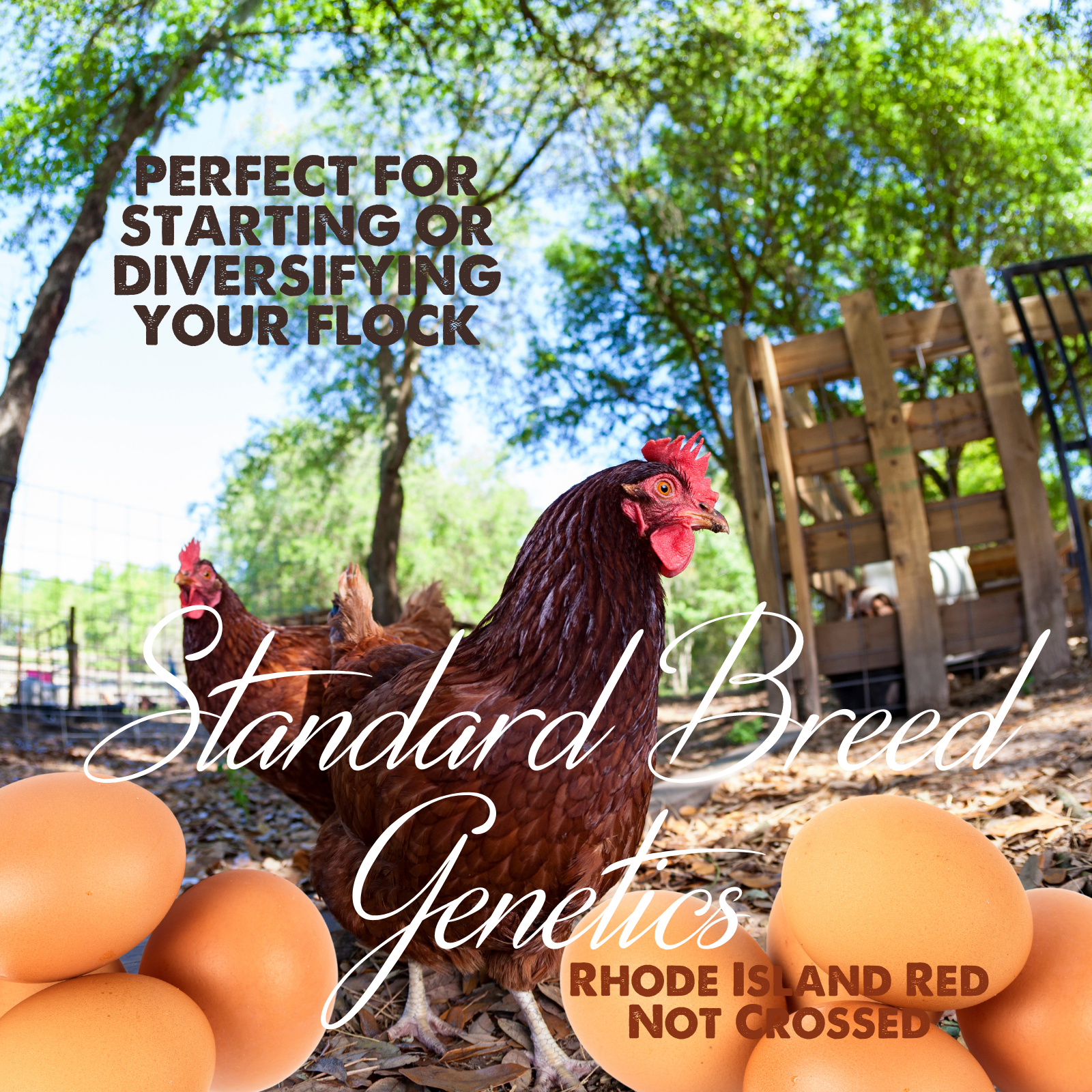6+/12+/42 Rhode Island Red Hatching Eggs: Fresh, Fertile, Unmixed, Free Range