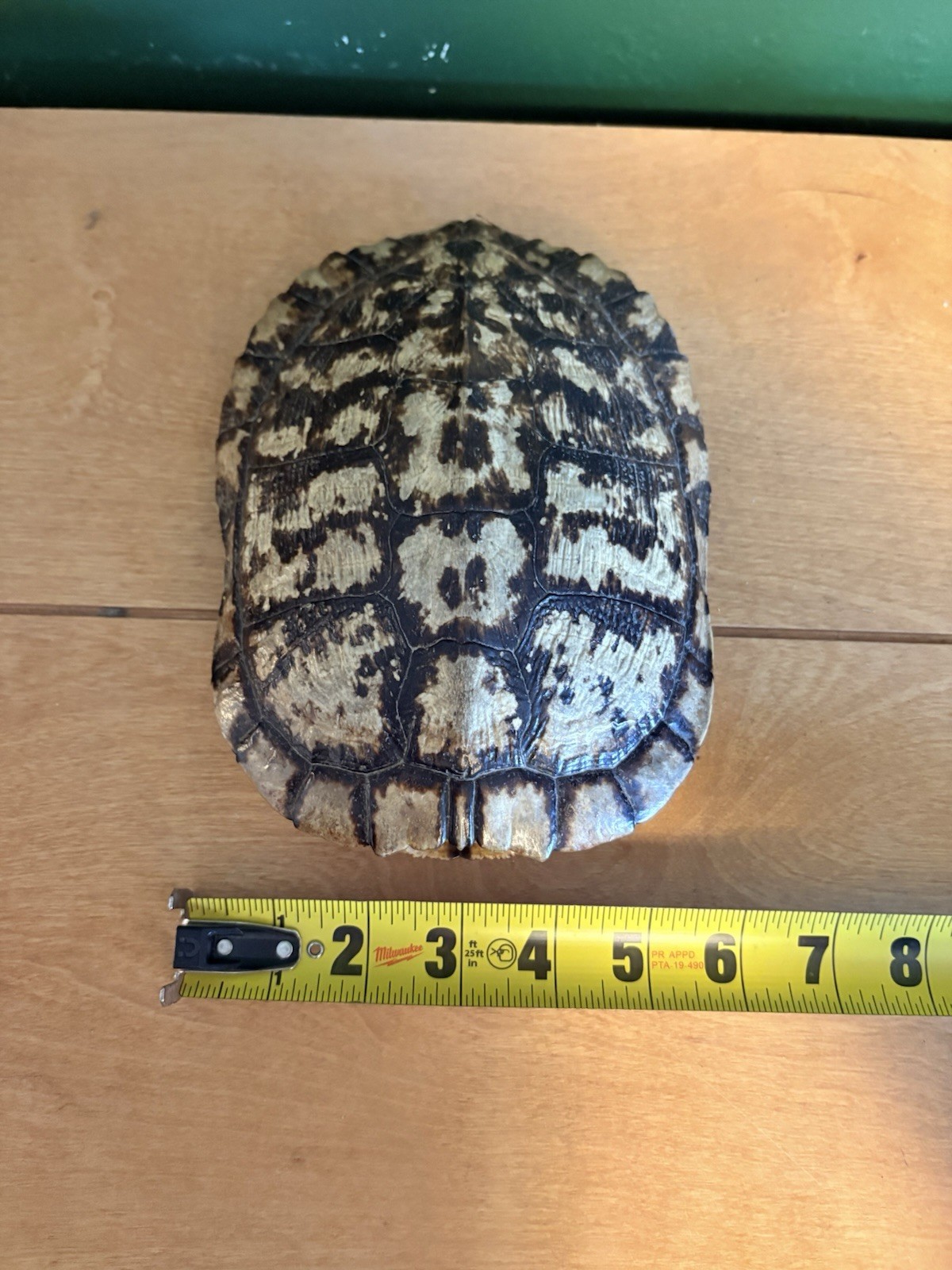 Turtle Shell Taxidermy Small Animal Natural Shell From Animal 7x5x2 in