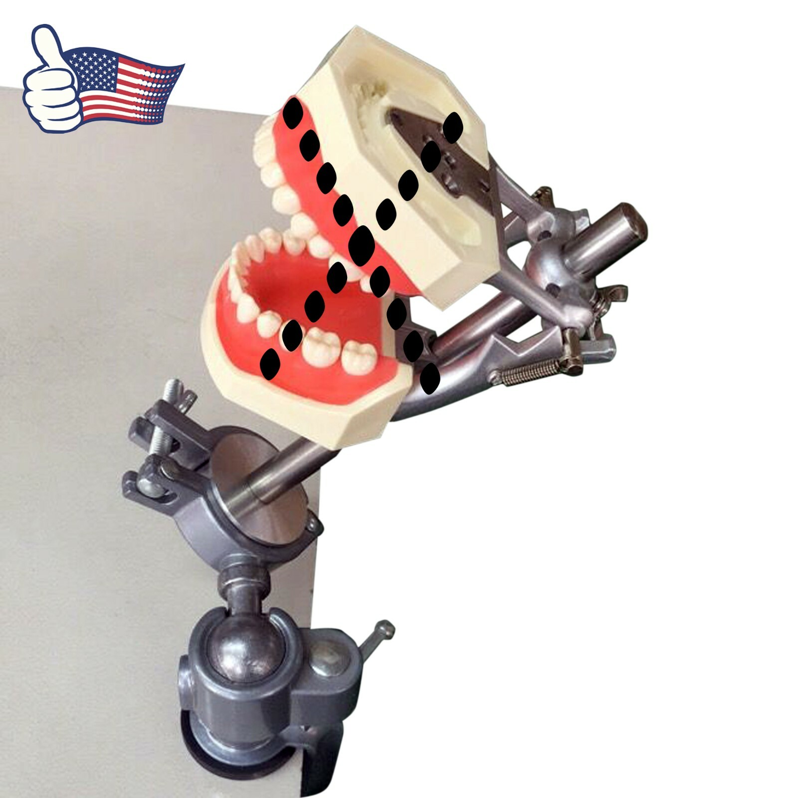 US Kilgore Nissin 200 Type Dental Typodont Model 32pcs Removable Teeth