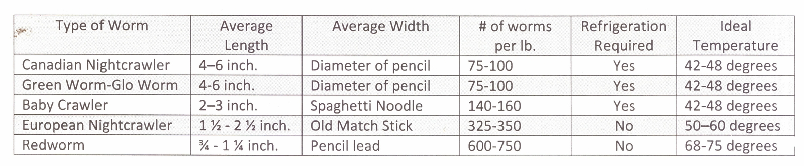Large Panfish Worms European Nightcrawlers Free Shipping Live Arrival Guarantee
