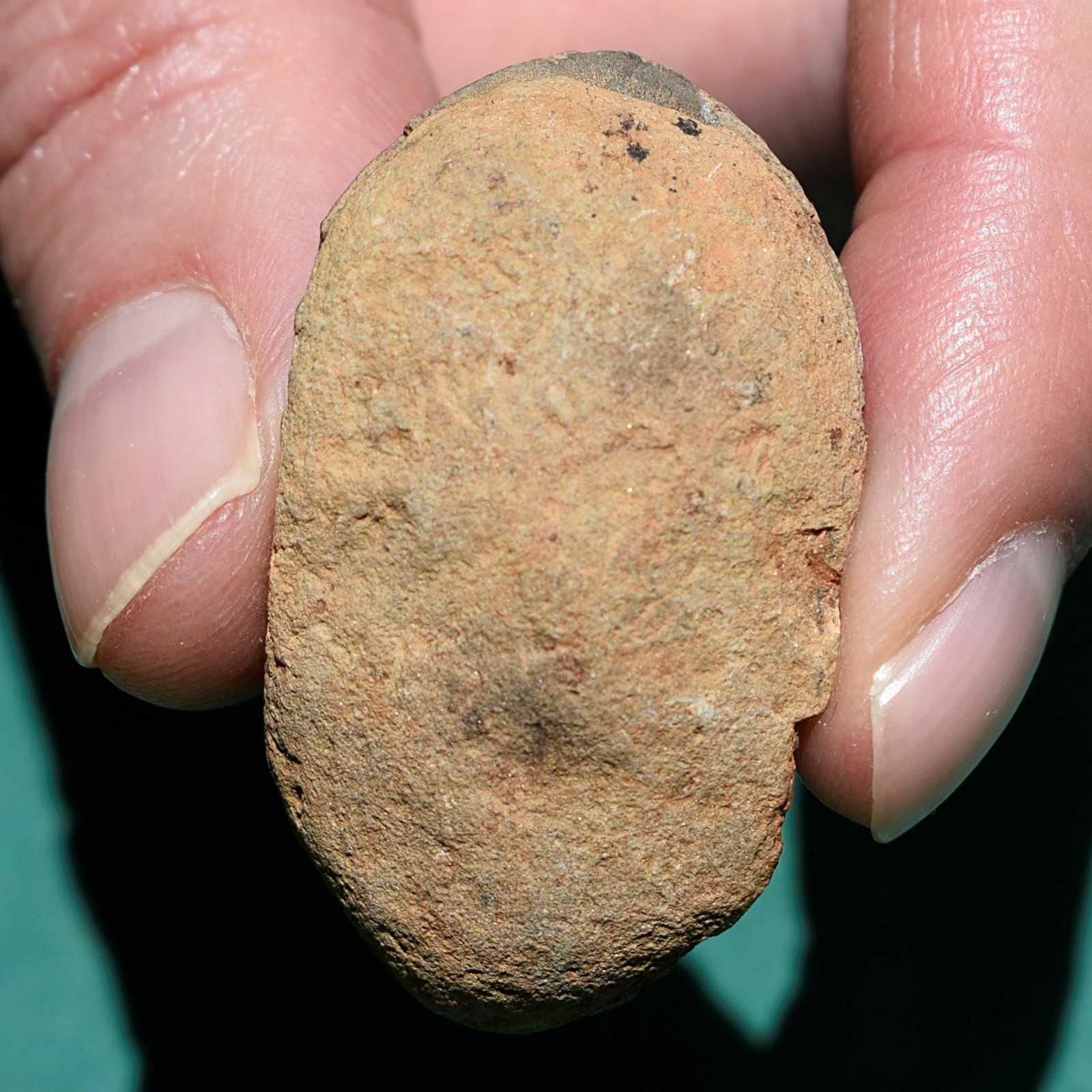 Trilobite: Cryphaeus australis - Bolivia devonian trilobite fossil