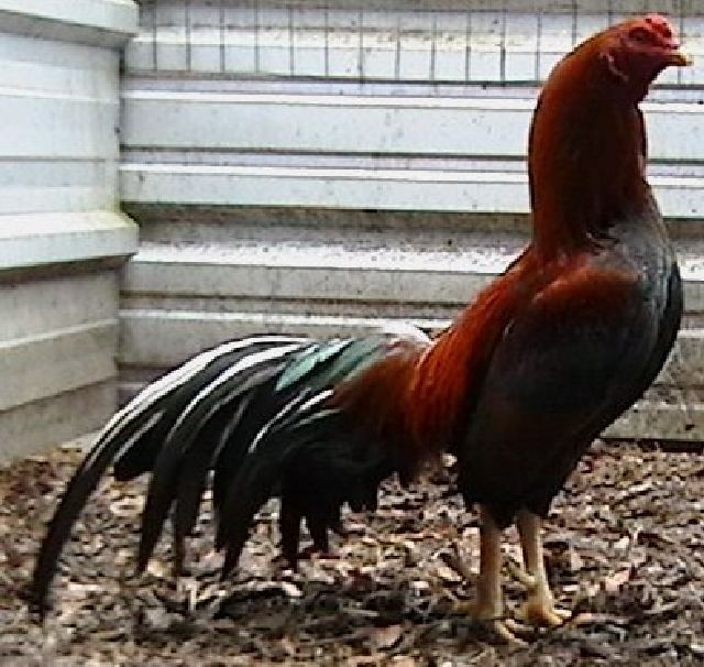 12 ASSORTED WAHL ASIL EGGS