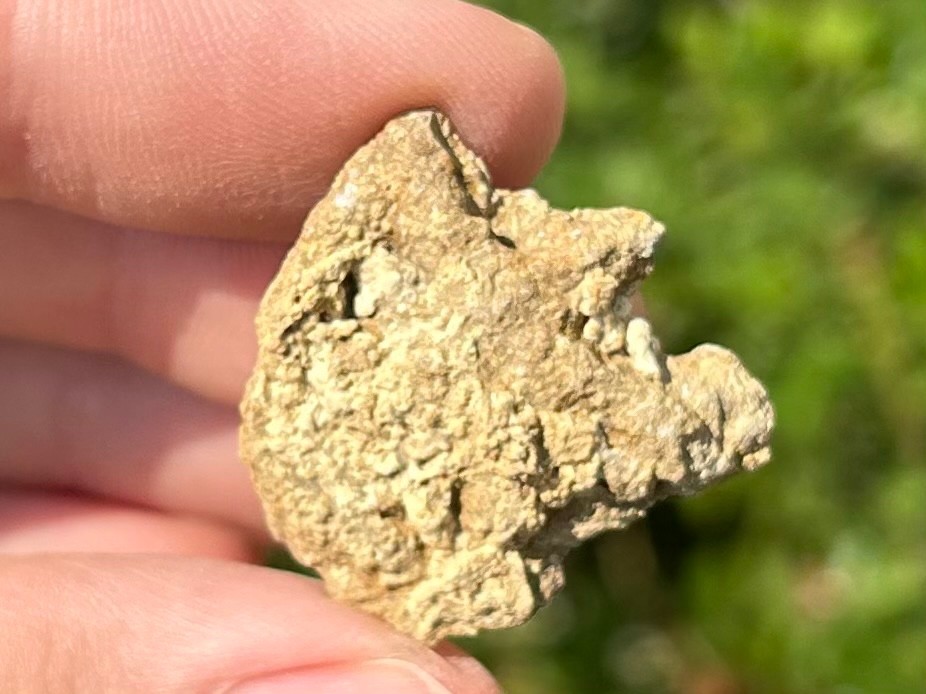 Alabama Fossil Starfish Cast Mississippian Age Bangor Limestone Formation